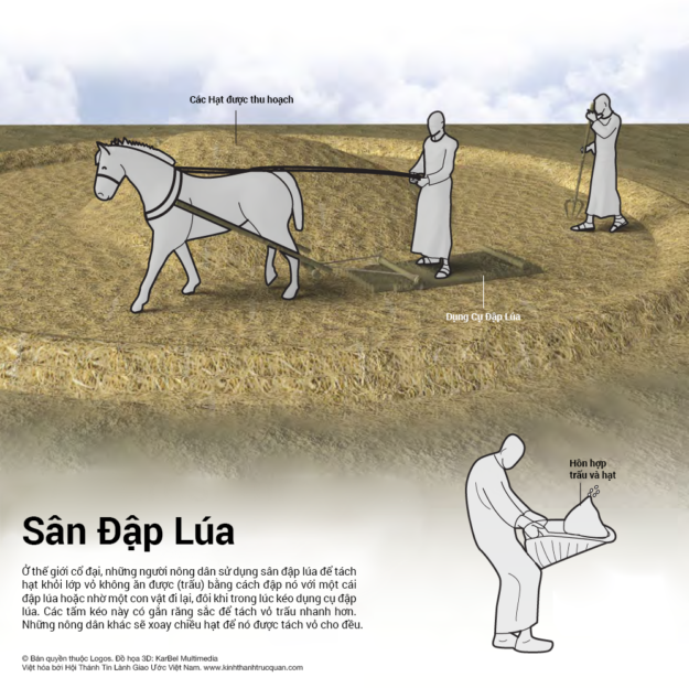 020-San-dap-lua-1